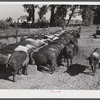 Purebred Hampshires feeding at the Two River Non-Stock Cooperative, a FSA (Farm Security Administration) co-op at Waterloo, Nebraska. There are 181 head of hogs, averaging 160 pounds. There are also 40 sows and 219 suckling pigs.