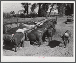 Purebred Hampshires feeding at the Two River Non-Stock Cooperative, a FSA (Farm Security Administration) co-op at Waterloo, Nebraska. There are 181 head of hogs, averaging 160 pounds. There are also 40 sows and 219 suckling pigs.