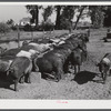 Purebred Hampshires feeding at the Two River Non-Stock Cooperative, a FSA (Farm Security Administration) co-op at Waterloo, Nebraska. There are 181 head of hogs, averaging 160 pounds. There are also 40 sows and 219 suckling pigs.