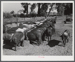 Purebred Hampshires feeding at the Two River Non-Stock Cooperative, a FSA (Farm Security Administration) co-op at Waterloo, Nebraska. There are 181 head of hogs, averaging 160 pounds. There are also 40 sows and 219 suckling pigs.