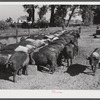 Purebred Hampshires feeding at the Two River Non-Stock Cooperative, a FSA (Farm Security Administration) co-op at Waterloo, Nebraska. There are 181 head of hogs, averaging 160 pounds. There are also 40 sows and 219 suckling pigs.