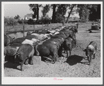 Purebred Hampshires feeding at the Two River Non-Stock Cooperative, a FSA (Farm Security Administration) co-op at Waterloo, Nebraska. There are 181 head of hogs, averaging 160 pounds. There are also 40 sows and 219 suckling pigs.