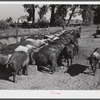 Purebred Hampshires feeding at the Two River Non-Stock Cooperative, a FSA (Farm Security Administration) co-op at Waterloo, Nebraska. There are 181 head of hogs, averaging 160 pounds. There are also 40 sows and 219 suckling pigs.