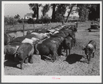 Purebred Hampshires feeding at the Two River Non-Stock Cooperative, a FSA (Farm Security Administration) co-op at Waterloo, Nebraska. There are 181 head of hogs, averaging 160 pounds. There are also 40 sows and 219 suckling pigs.