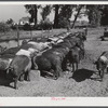 Purebred Hampshires feeding at the Two River Non-Stock Cooperative, a FSA (Farm Security Administration) co-op at Waterloo, Nebraska. There are 181 head of hogs, averaging 160 pounds. There are also 40 sows and 219 suckling pigs.