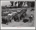 Purebred Hampshires feeding at the Two River Non-Stock Cooperative, a FSA (Farm Security Administration) co-op at Waterloo, Nebraska. There are 181 head of hogs, averaging 160 pounds. There are also 40 sows and 219 suckling pigs.