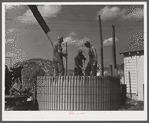 Members of the co-op filling a member's silo with corn. Two River Non-Stock Cooperative, FSA (Farm Security Administration) co-op. Waterloo, Nebraska.