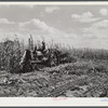 John Nelson, Member of FSA (Farm Security Administration) co-op, operating corn binder in harvesting. Two River Non-Stock Cooperative. Waterloo, Nebraska.