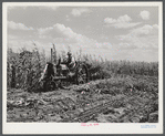 John Nelson, Member of FSA (Farm Security Administration) co-op, operating corn binder in harvesting. Two River Non-Stock Cooperative. Waterloo, Nebraska.