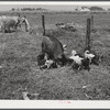 Livestock belonging to Harvey Renninger family. Two Rivers Non-Stock Cooperative, a FSA (Farm Security Administration) co-op. Waterloo, Nebraska.