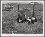Livestock belonging to Harvey Renninger family. Two Rivers Non-Stock Cooperative, a FSA (Farm Security Administration) co-op. Waterloo, Nebraska.