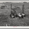 Livestock belonging to Harvey Renninger family. Two Rivers Non-Stock Cooperative, a FSA (Farm Security Administration) co-op. Waterloo, Nebraska.