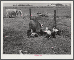 Livestock belonging to Harvey Renninger family. Two Rivers Non-Stock Cooperative, a FSA (Farm Security Administration) co-op. Waterloo, Nebraska.