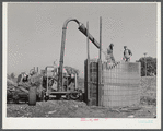 Members of the co-op filling a member's silo with corn. Two River Non-Stock Cooperative, FSA (Farm Security Administration) co-op. Waterloo, Nebraska.