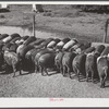 Purebred Hampshires feeding at the Two River Non-Stock Cooperative, a FSA (Farm Security Administration) co-op at Waterloo, Nebraska. There are 181 head of hogs, and their average weight 160 pounds. There are also 40 sows and 219 suckling pigs.
