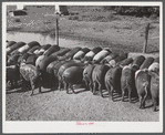 Purebred Hampshires feeding at the Two River Non-Stock Cooperative, a FSA (Farm Security Administration) co-op at Waterloo, Nebraska. There are 181 head of hogs, and their average weight 160 pounds. There are also 40 sows and 219 suckling pigs.