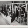 Cows being milked in the dairy barn at Two River Non-Stock Cooperative, a FSA (Farm Security Administration) co-op at Waterloo, Nebraska. The dairy herd number sixty-seven, all papered Holstein stock, forty-six head is now being milked, all the whole milk