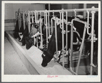 Cows being milked in the dairy barn at Two River Non-Stock Cooperative, a FSA (Farm Security Administration) co-op at Waterloo, Nebraska. The dairy herd number sixty-seven, all papered Holstein stock, forty-six head is now being milked, all the whole milk
