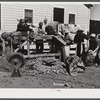 Sorting and grading and bagging early potatoes to be hauled by truck and shipped to all parts of the country. Gilcrest, Colorado.