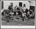 Sorting and grading and bagging early potatoes to be hauled by truck and shipped to all parts of the country. Gilcrest, Colorado.