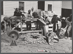 Sorting and grading and bagging early potatoes to be hauled by truck and shipped to all parts of the country. Gilcrest, Colorado.