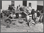 Sorting and grading and bagging early potatoes to be hauled by truck and shipped to all parts of the country. Gilcrest, Colorado.