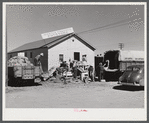 Sorting and grading and bagging early potatoes to be hauled by truck and shipped to all parts of the country. Gilcrest, Colorado.