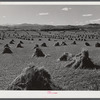 Stacks of wheat ready to be threshed in field near Fort Collins, Colorado.