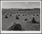 Stacks of wheat ready to be threshed in field near Fort Collins, Colorado.