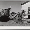 Sorting, grading and bagging early potatoes to be hauled by truck and shipped to all parts of the country. Gilcrest, Colorado.