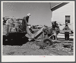 Sorting, grading and bagging early potatoes to be hauled by truck and shipped to all parts of the country. Gilcrest, Colorado.