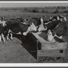 Fattening Hereford feeder cattle. Lincoln, Nebraska.