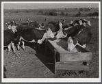 Fattening Hereford feeder cattle. Lincoln, Nebraska.