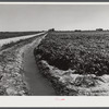 Irrigation ditch around field of sugar beets near Mitchell, Nebraska.