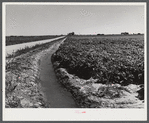 Irrigation ditch around field of sugar beets near Mitchell, Nebraska.