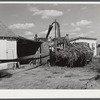 Members of the co-op filling a member's silo with corn. Two River Non-Stock Cooperative, FSA (Farm Security Administration) co-op. Waterloo, Nebraska.