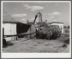 Members of the co-op filling a member's silo with corn. Two River Non-Stock Cooperative, FSA (Farm Security Administration) co-op. Waterloo, Nebraska.