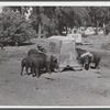 Purebred Hampshires feeding at the FSA (Farm Security Administration) Two Rivers Non-Stock Cooperative. There are 181 head of hogs averaging 160 pounds. There are also forty sows and 219 suckling pigs.