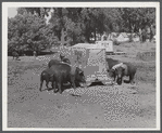 Purebred Hampshires feeding at the FSA (Farm Security Administration) Two Rivers Non-Stock Cooperative. There are 181 head of hogs averaging 160 pounds. There are also forty sows and 219 suckling pigs.