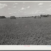 Field of alfalfa at Two Rivers Non-Stock Cooperative, a FSA (Farm Security Administration) co-op. Waterloo, Nebraska.