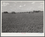 Field of alfalfa at Two Rivers Non-Stock Cooperative, a FSA (Farm Security Administration) co-op. Waterloo, Nebraska.