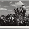 Members of the co-op filling a member's silo with corn. Two Rivers Non-Stock Cooperative, FSA (Farm Security Administration) co-op. Waterloo, Nebraska.