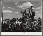 Members of the co-op filling a member's silo with corn. Two Rivers Non-Stock Cooperative, FSA (Farm Security Administration) co-op. Waterloo, Nebraska.