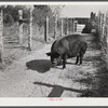 One of the sows bred and raised on Tom Reed farm. They have about 300 hogs, all raised there. Mr. Reed said they had not bought any hogs since his father first came to this place about fifty years ago.