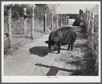 One of the sows bred and raised on Tom Reed farm. They have about 300 hogs, all raised there. Mr. Reed said they had not bought any hogs since his father first came to this place about fifty years ago.