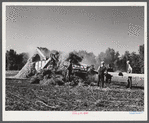 Threshing beans in the North Platte River Valley, Nebraska.