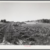 Threshing beans in the North Platte River Valley, Nebraska.