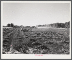 Threshing beans in the North Platte River Valley, Nebraska.
