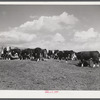 Hereford steers in feedlot on Tom Reed farm. They are fattened and ready for market. Mr. Reed said that all of the trees in the background had been planted by farmers and ranchers not very long ago as wind breakers. His mother told him that when his