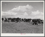 Hereford steers in feedlot on Tom Reed farm. They are fattened and ready for market. Mr. Reed said that all of the trees in the background had been planted by farmers and ranchers not very long ago as wind breakers. His mother told him that when his